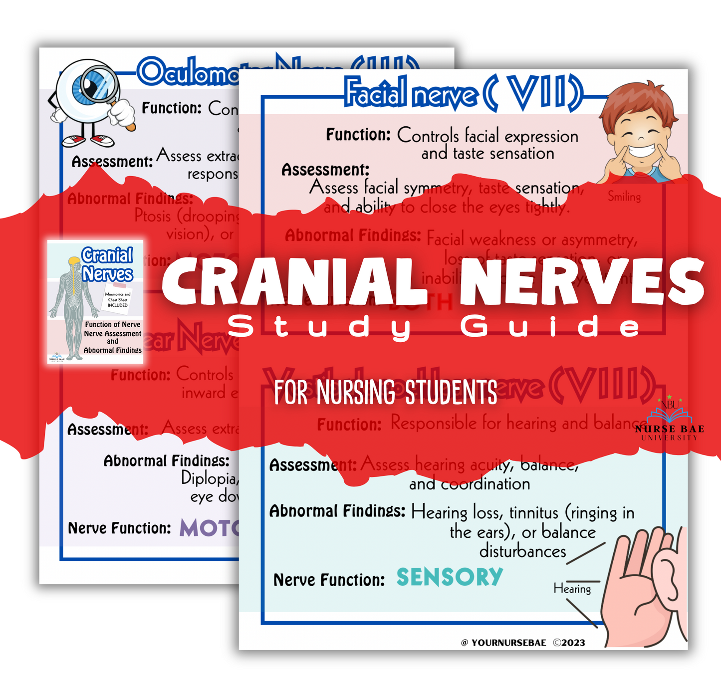 Cranial Nerves Study Guide - Nursing Study Guide