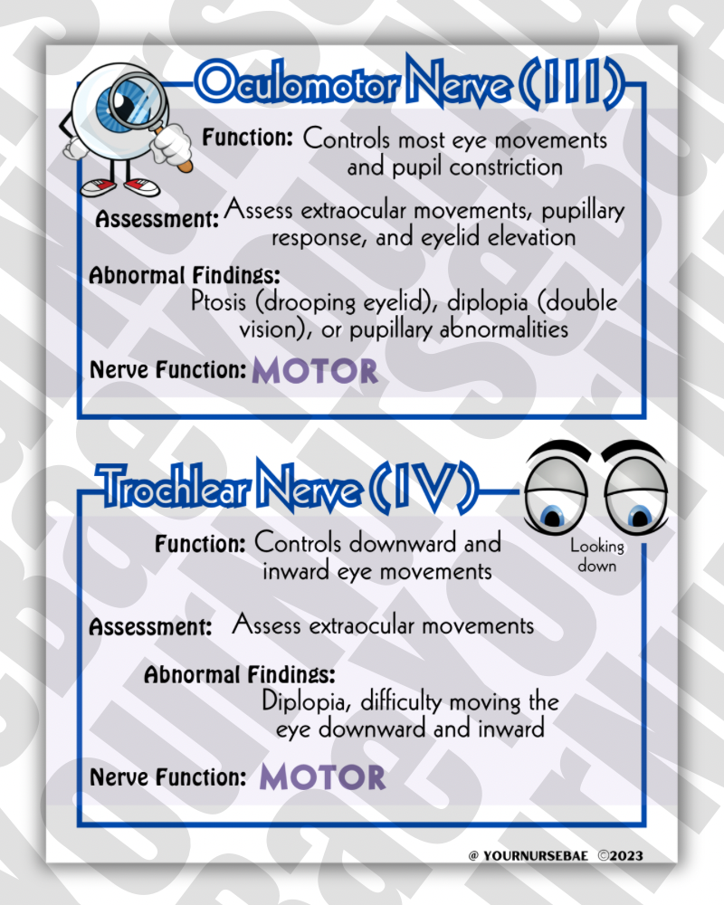 Cranial Nerves Study Guide - Nursing Study Guide